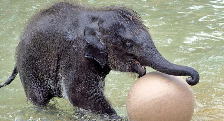 Животные недели: первые шаги носорога и игра в мяч слоненка