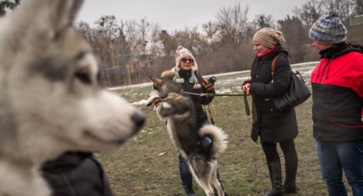 В Ирпене четвероногие друзья  соревновались за звание лучшей северной собаки
