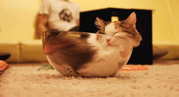 Жидкие кошки: как животные могут поместиться в любой емкости