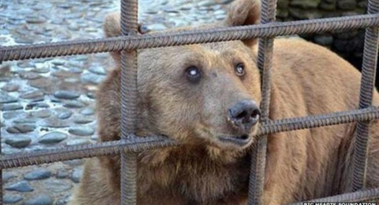 Слепым медведям-пьяницам из Сочи нашли приют в Румынии