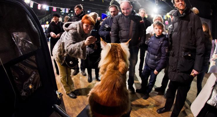 От хмурых малышей до чемпионов: в Киеве показали кошек самых разных пород