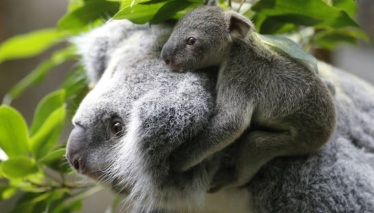В Австралии усыпили почти 700 коал