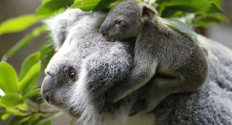 В Австралии усыпили почти 700 коал