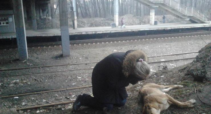 В Киеве неизвестные расстреляли 29 бездомных собак