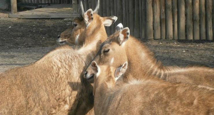 Животные киевского зоопарка вышли на весеннюю прогулку