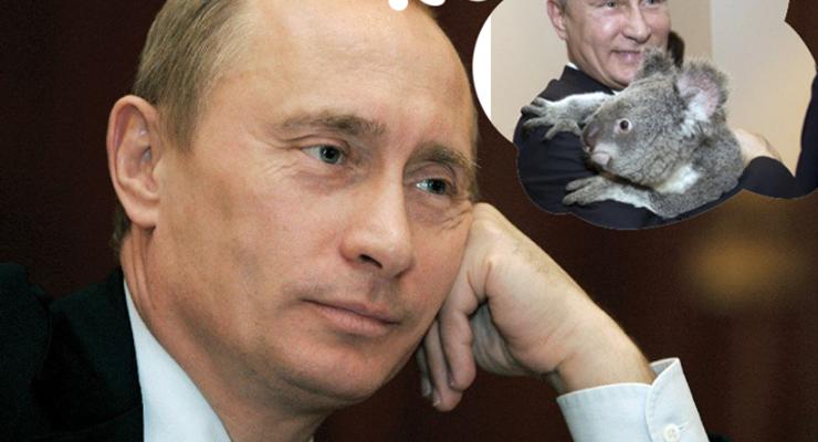 Коубы недели: Путин-пропажа и панда-жадина