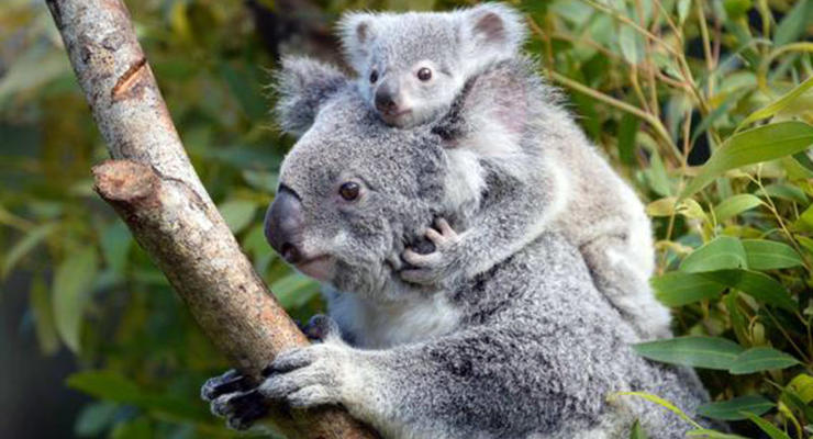 Животные недели: медвежонок, малыш суриката и детеныш коалы
