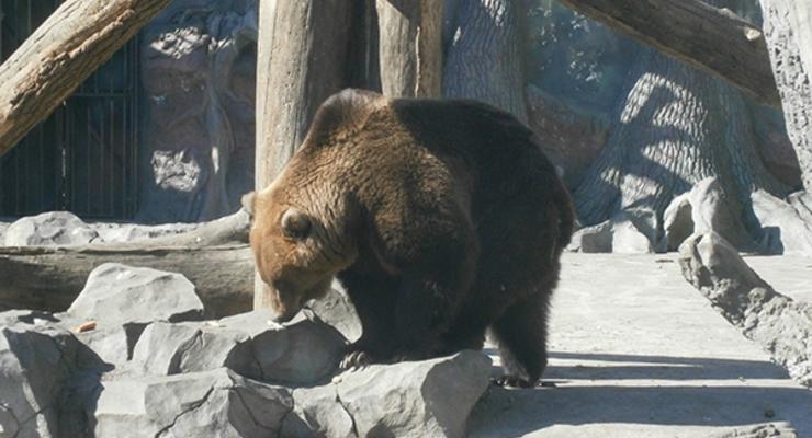 В Киевском зоопарке медведи вышли из спячки