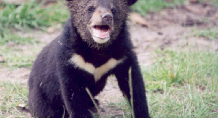 В харьковском зоопарке родилось двое гималайских медвежат