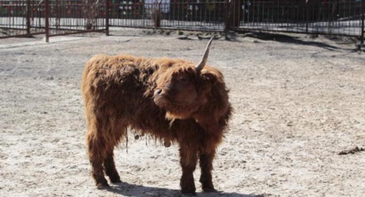 Львовский зоопарк подарил Киевскому шотландских коров