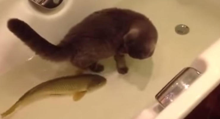 Сеть взорвало видео, как кот играет с рыбкой в ванной