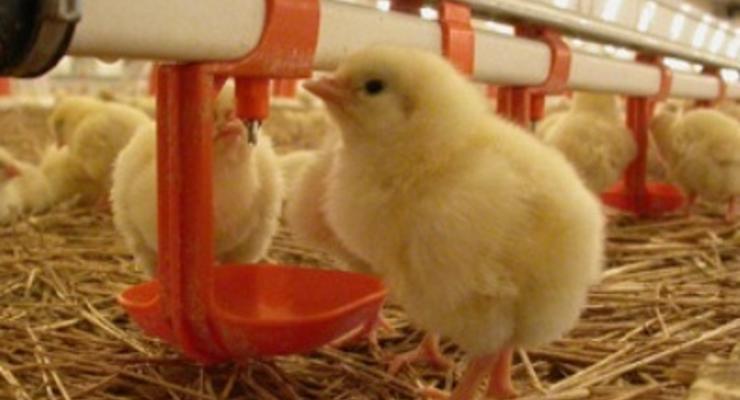"Зеленые" в Израиле освободили из клеток около тысячи птенцов на птицефабрике