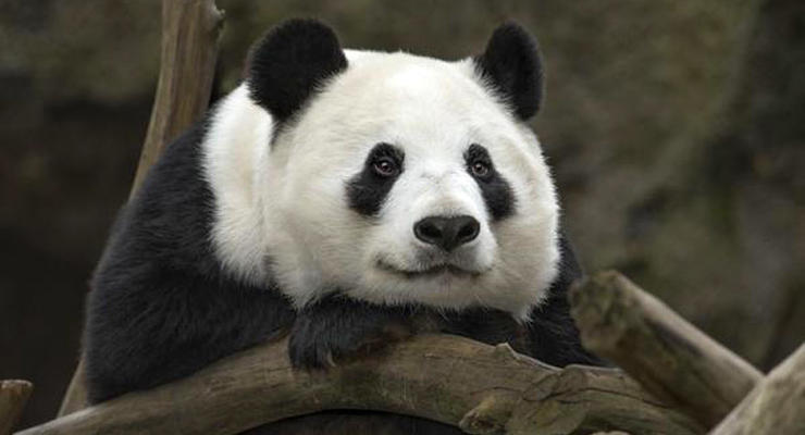 Животные недели: панда-будда и кенгуру - король селфи