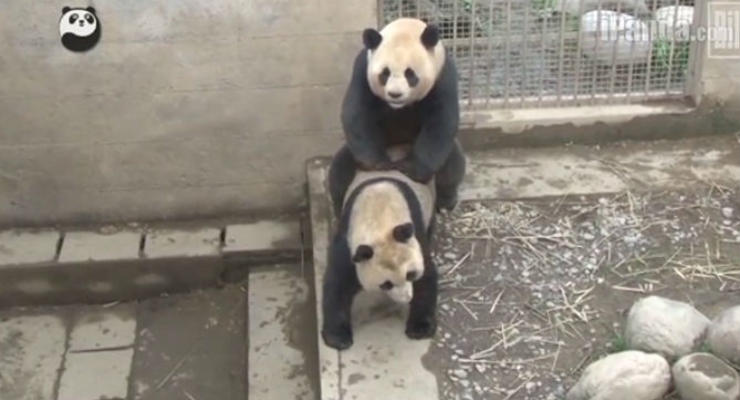 В Китае панды установили новый секс-рекорд