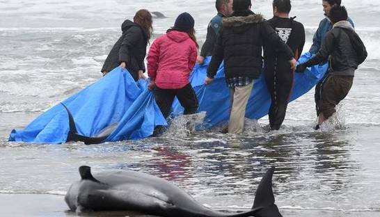 В Японии на берег выбросились 149 дельфинов