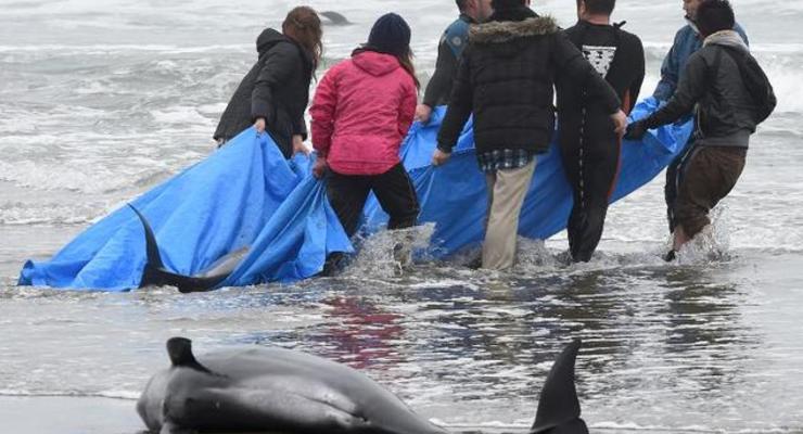 В Японии на берег выбросились 149 дельфинов