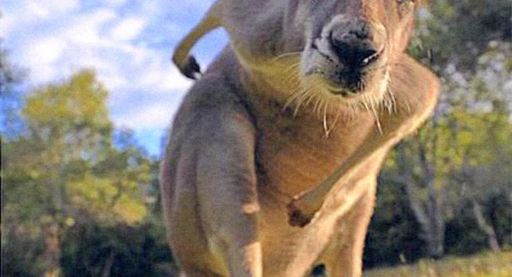Животные недели: любопытный кенгуру, дракон Комодо и тренировки в зоопарке