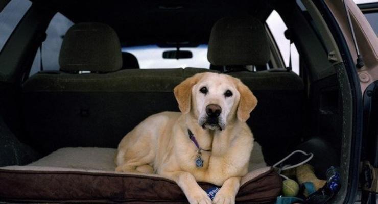 Четвероногие спасатели: собаки, которые искали людей 11 сентября