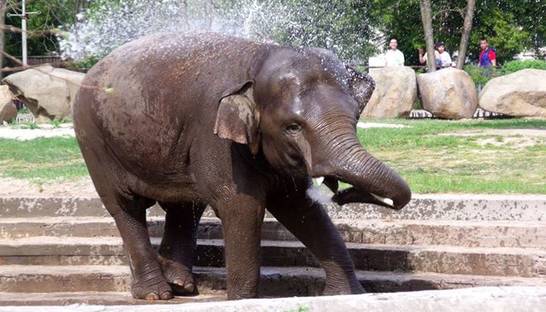 Как слон купается в киевском зоопарке