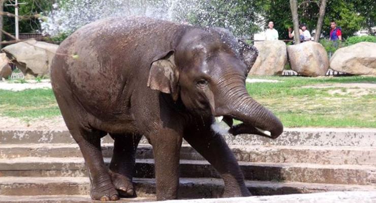 Как слон купается в киевском зоопарке