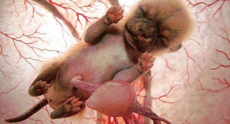 Как зарождается жизнь: фото животных в утробе матери