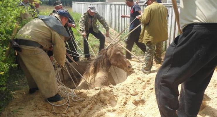 В Житомирской области спасатели доставали коня из колодца