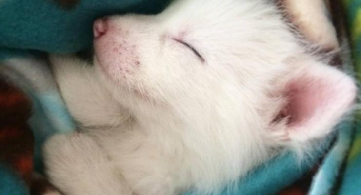 Самая милая в мире: белая лисичка стала звездой интернета
