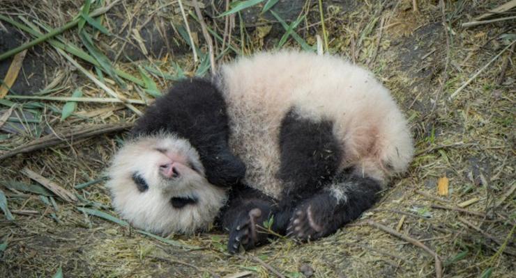 В Китае 10 человек задержали за убийство панды, им грозит пожизненное