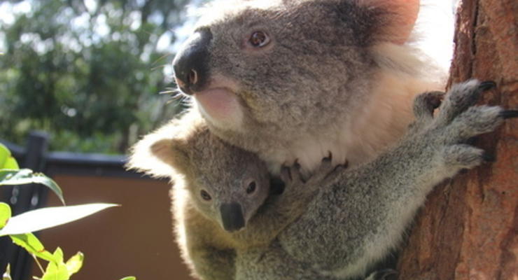 Австралийские власти хотят усыпить коал в штате Виктория