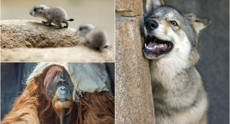 Животные недели: Шляпка для орангутана, дурашливые волки и луговые собачки