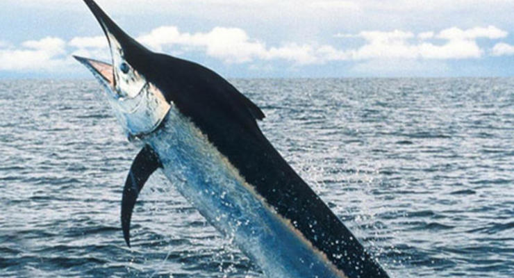 На Гавайях меч-рыба выбила рыбака из лодки и убила его