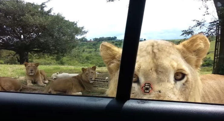 В южноафриканском парке львица загрызла туристку в автомобиле