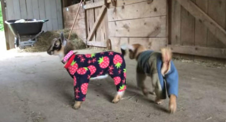 Видео с козлятами в пижамах взорвало интернет