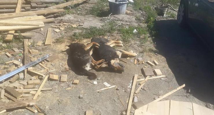 Неизвестные отравили 25 собак в Голосеевском районе