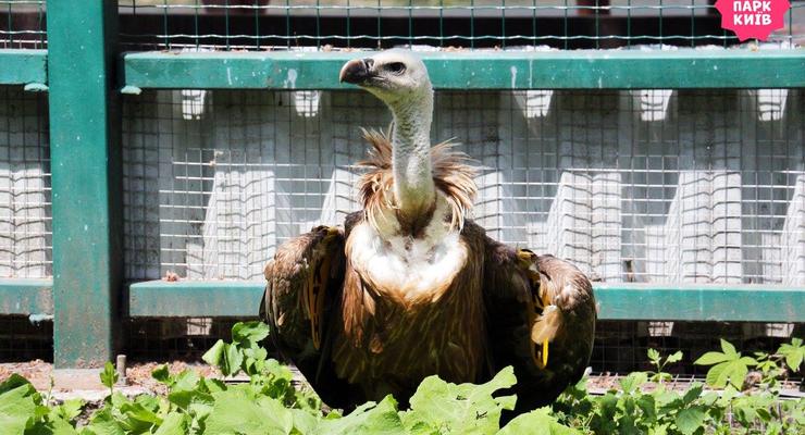 В Киевский зоопарк попала огромная редкая птица