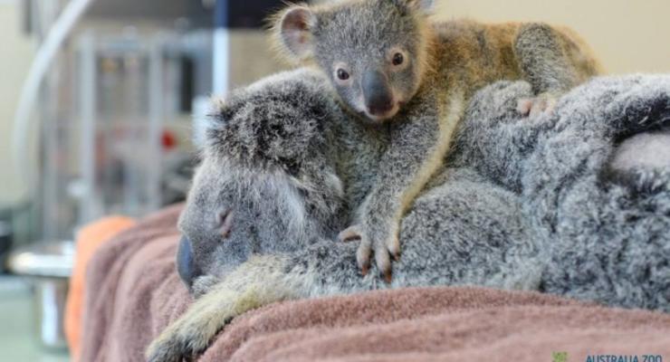 Пользователей сети растрогал детеныш коалы, обнимающий больную маму