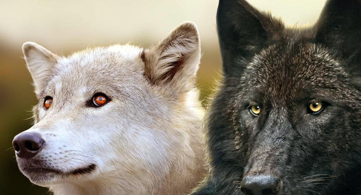 Животные недели: волки бывают разными