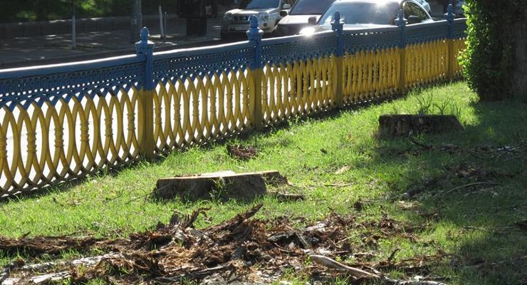 Экологи категорически против вырубки тополей в Киеве