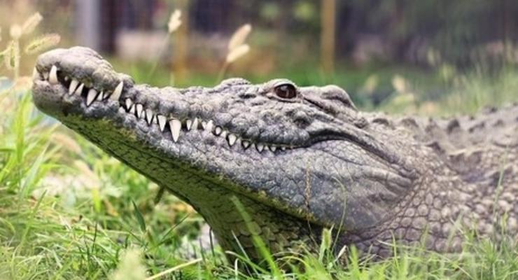 После наводнения на территории зоопарка Тбилиси кабан и крокодил найдены живыми