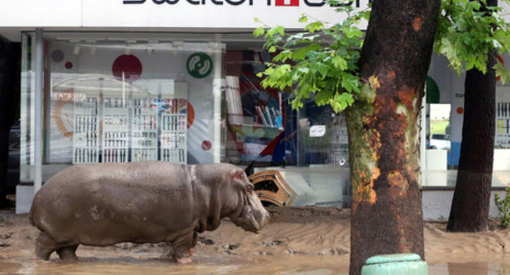 Тбилисский зоопарк сообщил о гибели более 50% своих питомцев в результате наводнения