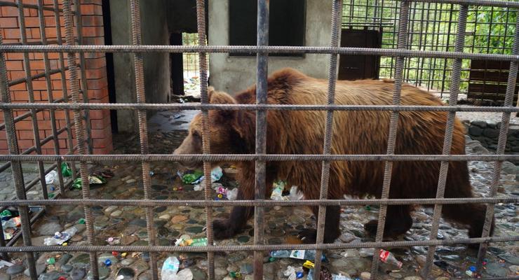 В Москву из Сочи привезли на реабилитацию медведей-алкоголиков