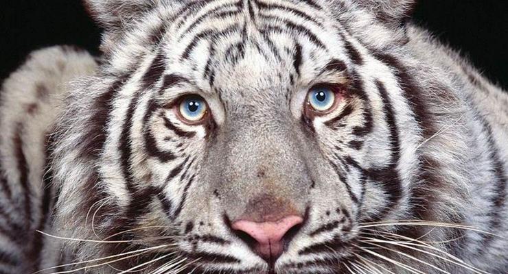 Сбежавший из тбилисского зоопарка белый тигр убил человека