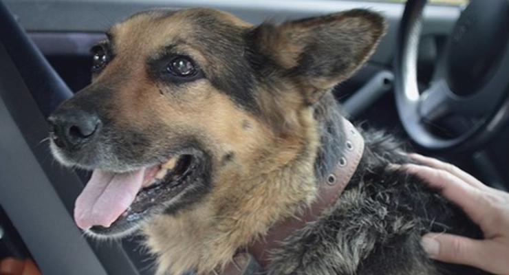 Батальон Сечь: Хозяева найденной в Песках овчарки узнали собаку по сюжету в СМИ и вернулись за ней