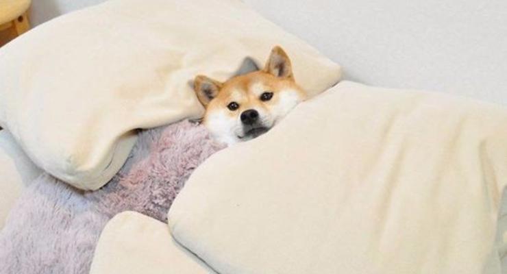 Собаки - в постели лежаки: милые фото домашних животных