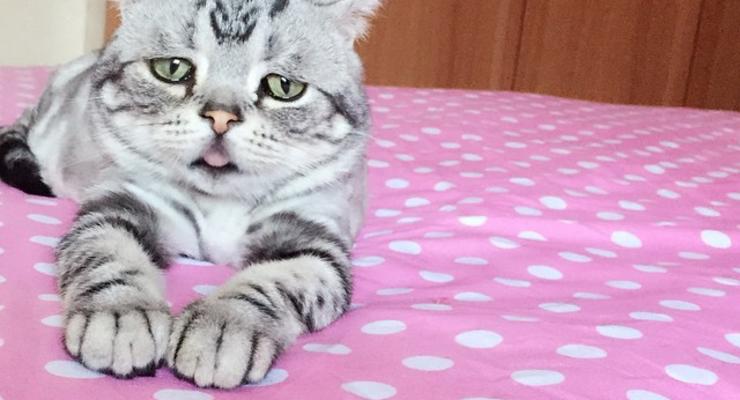 Кошка-пессимист стала новой звездой Instagram
