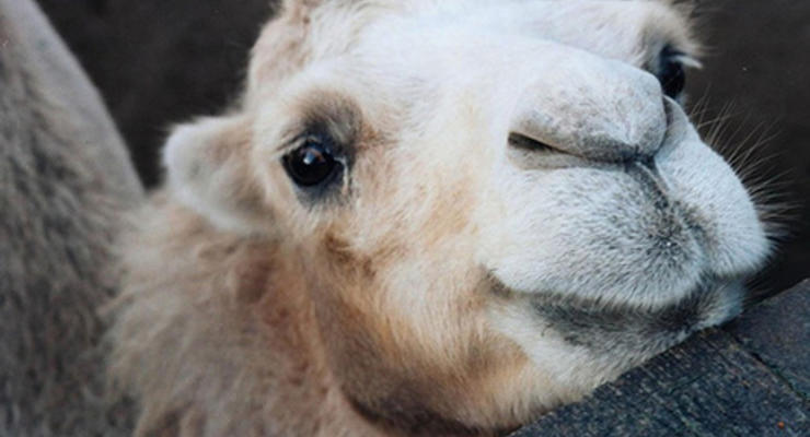Одесский зоопарк подарит Тбилиси дикобразов, верблюжонка и косулю