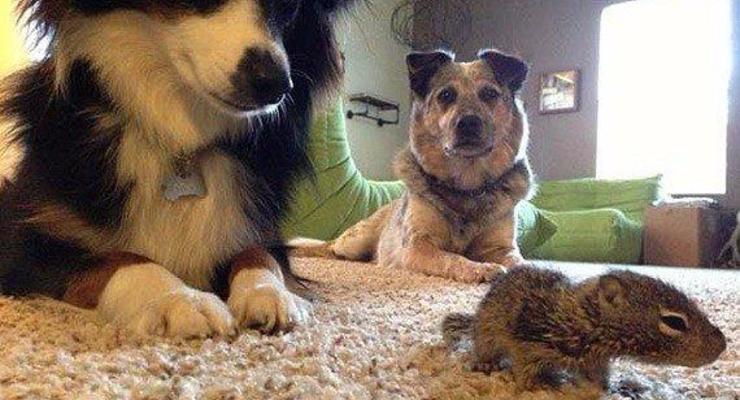 Невозможное возможно: как собаки подружились с бельчонком