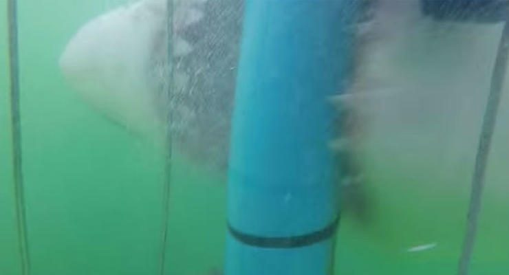 Сеть шокировало видео, как акула напала на людей в клетке