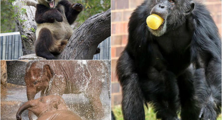 Животные недели: Мокрые слоники, панда-улыбака и эскимо для обезьяны