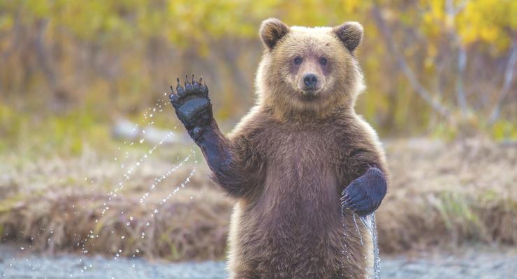 В Томске медведь напал на посетительницу кафе